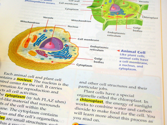 Haz clic en la imagen para descubrir la fotografía original y a su autor Página de libro de texto de ciencia