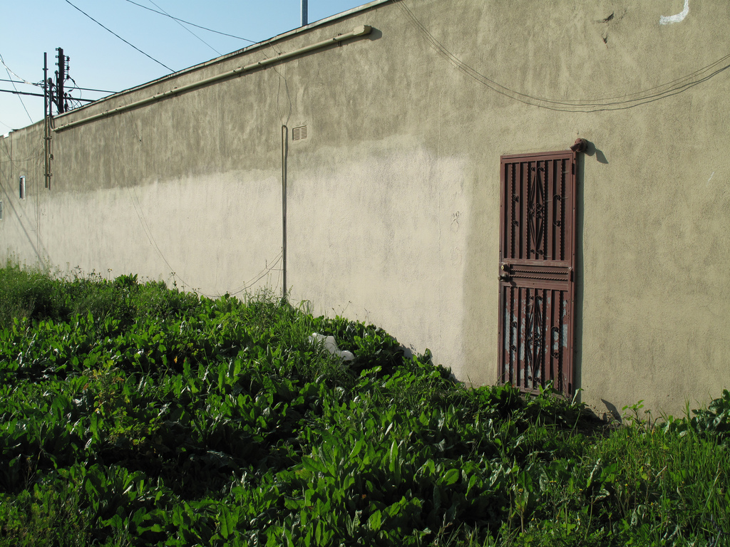 Puerta trasera